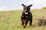 BEAUCERON - PUPPIES 114